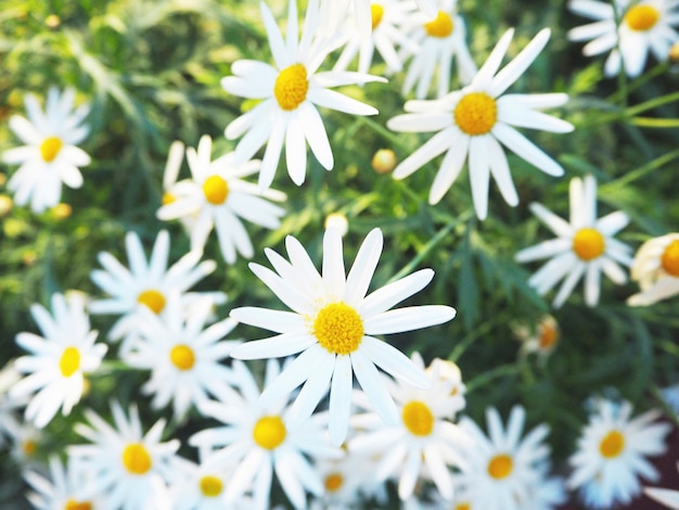 Gänseblümchen-Kamillen-Feld-Blüten-Konzept