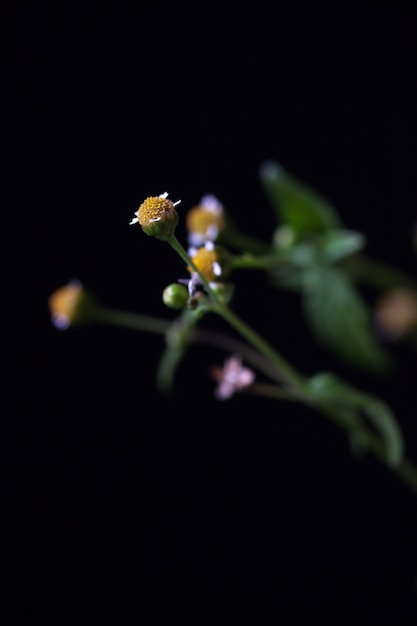 Gänseblümchen schließen petalless