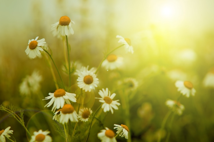 Kostenlose Foto gänseblümchen