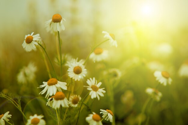 Gänseblümchen