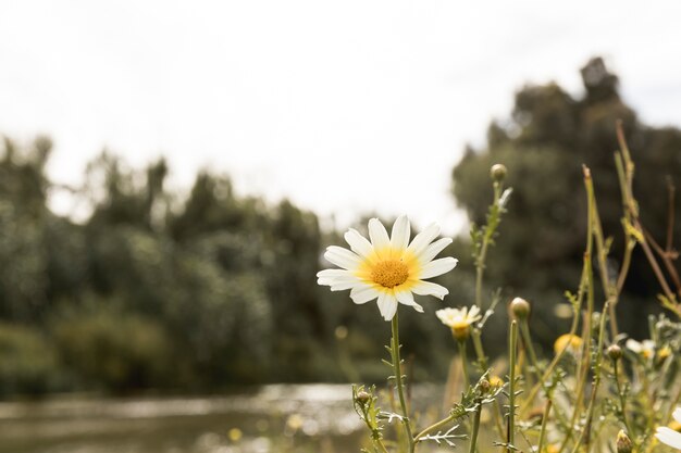 Gänseblümchenblumen nahe dem Fluss