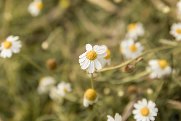 Gänseblümchenblumen nahe dem Fluss