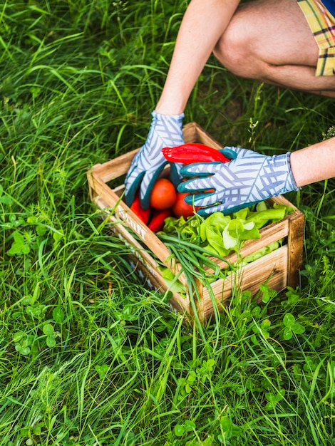 Gärtner, der Frischgemüse in der Kiste auf grünem Gras hält