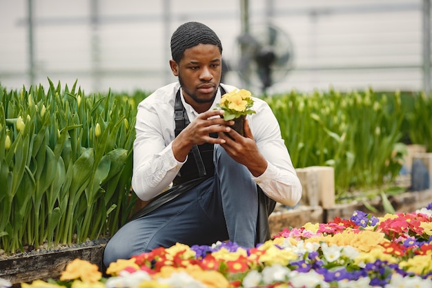 Gärtner in einer Schürze. Afrikaner in einem Gewächshaus. Blumen in einem Topf.