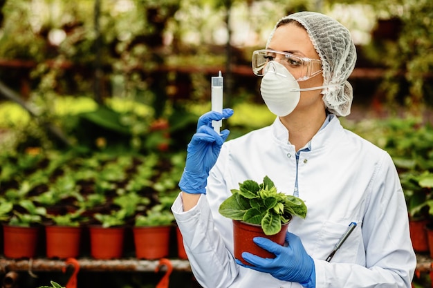 Gärtnerei-Botaniker mit einer Spritze, die sich um Topfblumen kümmert