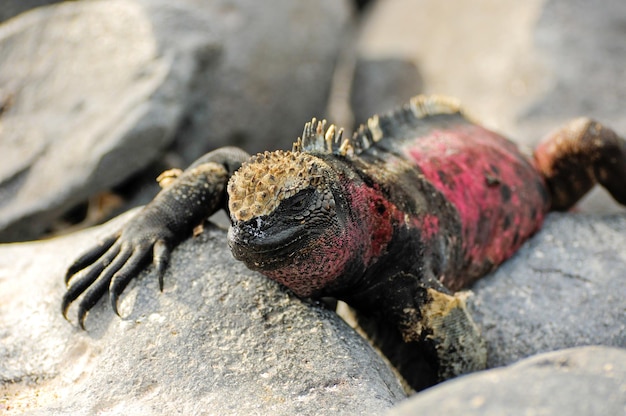 Galapagos-Inseln Leguan