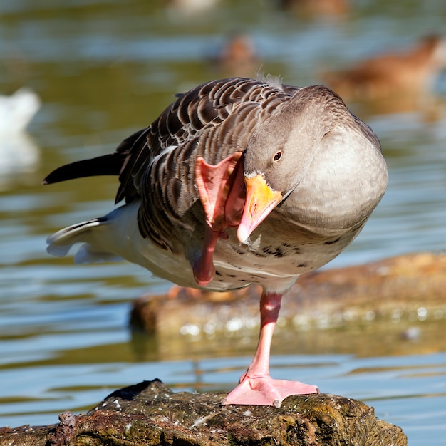 Gans auf einem Felsen in einem Park