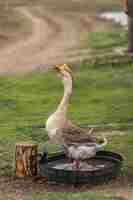 Kostenloses Foto gans in einem ökologischen bauernhof