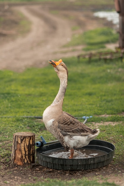 Gans in einem ökologischen Bauernhof