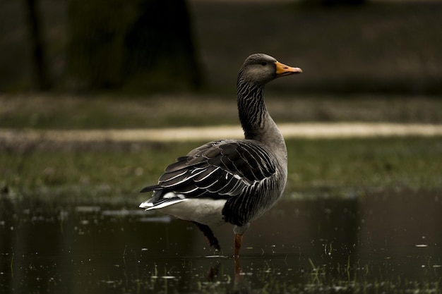 Gans zu fuß in den see in einem park