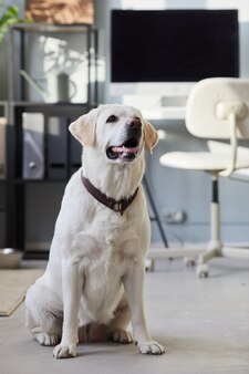 Ganzaufnahme eines glücklichen hundes, der im büro auf dem boden sitzt und in die kamera lächelt