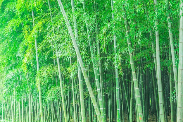 Kostenloses Foto garten dekoration porzellan japanischen wald