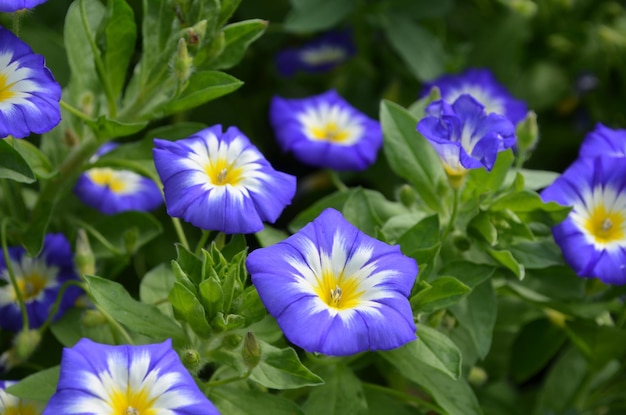 Kostenloses Foto garten mit blühenden blühenden windenblumen.