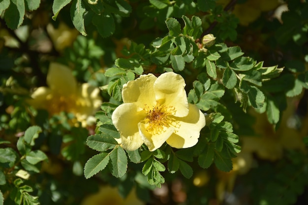 Garten mit einem hübschen blühenden gelben Rosenbusch.