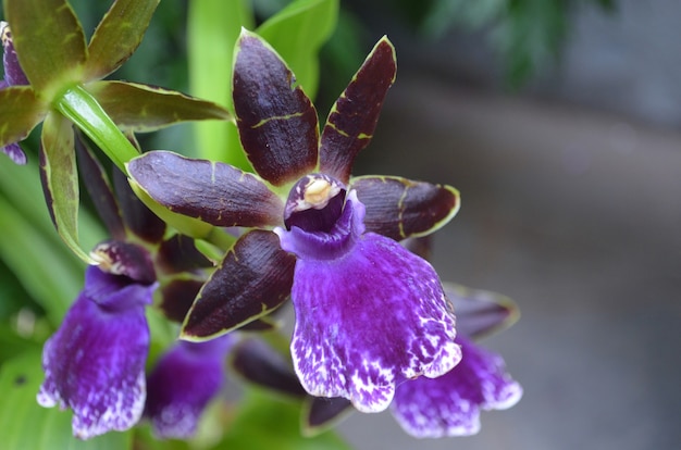 Garten mit einer blühenden dunkelvioletten Orchideenblüte.