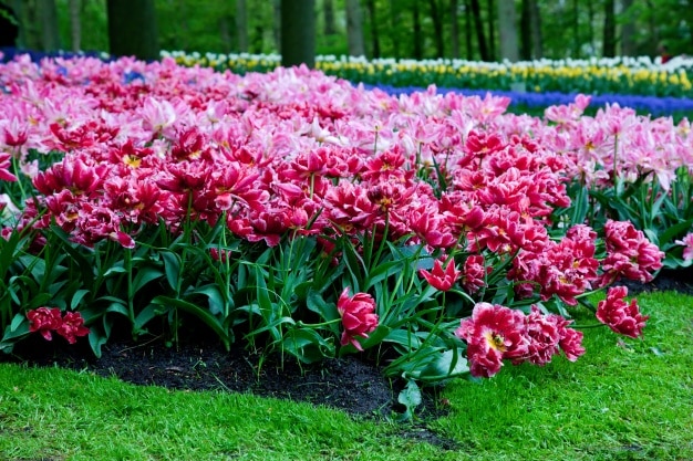 Garten mit Rosen