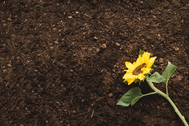 Gartenarbeit Konzept mit Pflanze und Platz auf der linken Seite