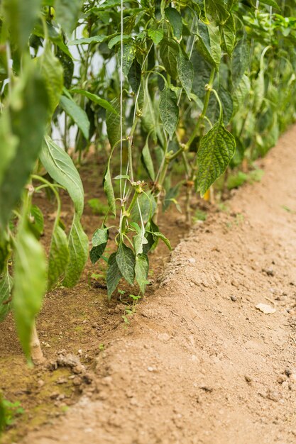 Gartenarbeit