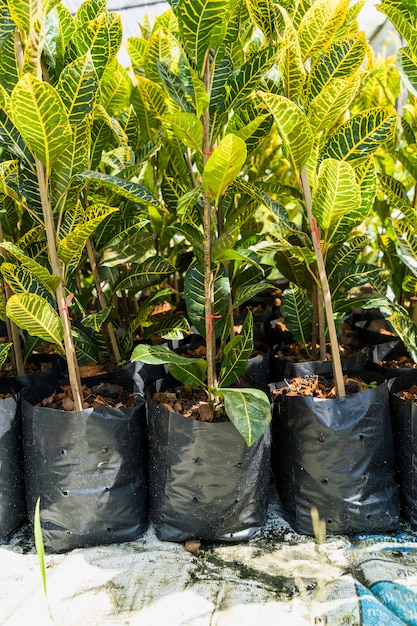 Kostenloses Foto gartenarbeit