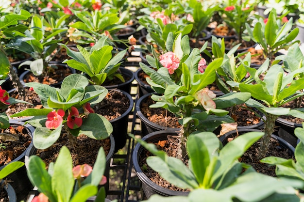 Kostenloses Foto gartenarbeit