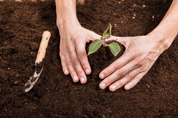 Gartenarbeitkonzept mit den weiblichen Händen