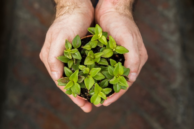 Gartenarbeitkonzept mit den weiblichen Händen