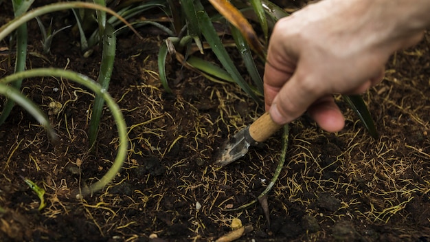 Kostenloses Foto gartenarbeitkonzept mit den weiblichen händen