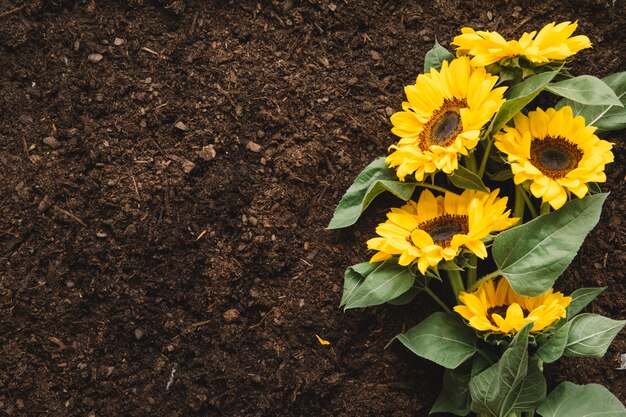 Gartenbau-Konzept mit Sonnenblumen und Raum auf der linken Seite