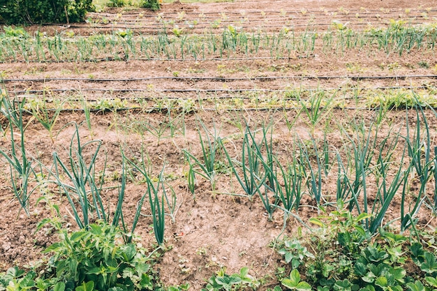 Kostenloses Foto gartenbetten mit schalotten