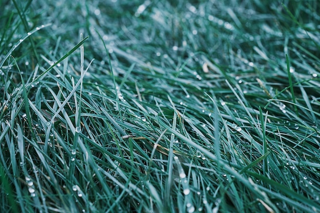 Gartengras im Wasser lässt selektiven Fokus verschwommenen Graslaubhintergrund mit türkisfarbenen Blättern natürlichen Hintergrund oder Bildschirmschoner für Naturbanner fallen