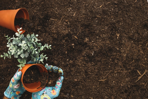 Gartenkomposition mit Blumentöpfen und Platz auf der rechten Seite