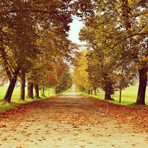 &quot;Gasse unter Bäumen im Herbst&quot;