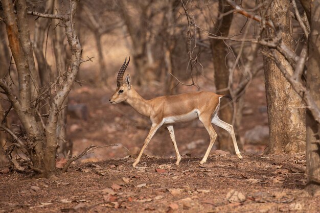 Gazelle in ihrem natürlichen Lebensraum