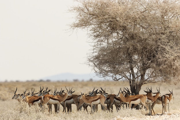 Gazellenherde, die unter einem getrockneten Baum in einer Savannenlandschaft ruht