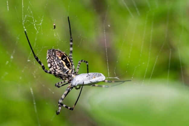 Gebänderte Argiope-Spinne in ihrem Netz, die gerade dabei ist, ihre Beute zu essen, eine Fliegenmahlzeit