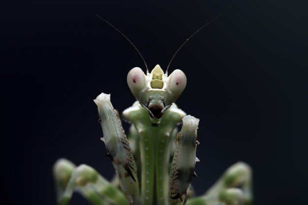 Gebänderte Blumenmantis-Nahaufnahme auf Zweiginsekten-Nahaufnahme