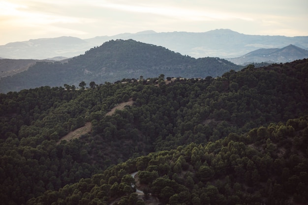 Gebirgslandschaft mit dem Wald gefüllt mit Leuten