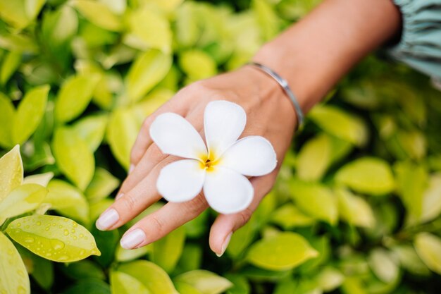 Gebräunte Hand mit natürlicher Maniküre mit juwelenhaft süßem Silberarmband hält weiße thailändische Blumenplumeria