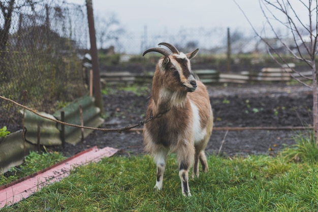 Gebundene Ziege auf grünem Rasen