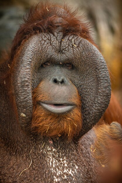 Gefährdeter bornean Orang-Utan im felsigen Lebensraum Pongo pygmaeus Wildes Tier hinter den Gittern Schöne und niedliche Kreatur