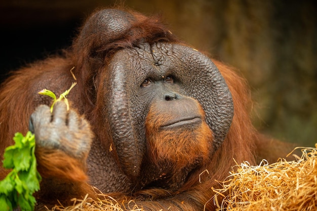 Gefährdeter bornean Orang-Utan im felsigen Lebensraum Pongo pygmaeus Wildes Tier hinter den Gittern Schöne und niedliche Kreatur