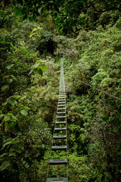 Gefährliche Brücke in einem wilden Wald über dem Grün
