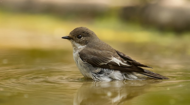 Kostenloses Foto gefleckter fliegenfänger, der auf dem wasser sitzt