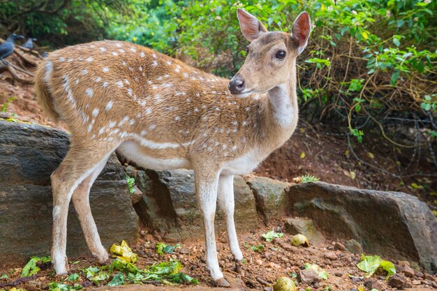 Gefleckter Hirsch