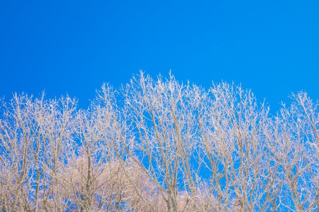 Gefrorene Bäume im Winter mit blauem Himmel