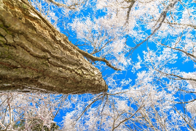 Gefrorene Bäume im Winter mit blauem Himmel