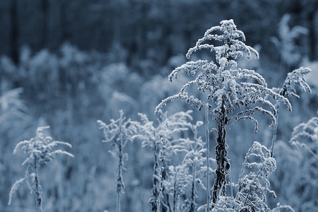 &quot;Gefrorene Pflanzen im Feld&quot;