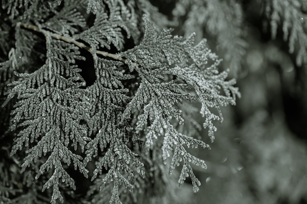 Gefrorene Zweige wurden am frostigen frühen Morgen gegessen.