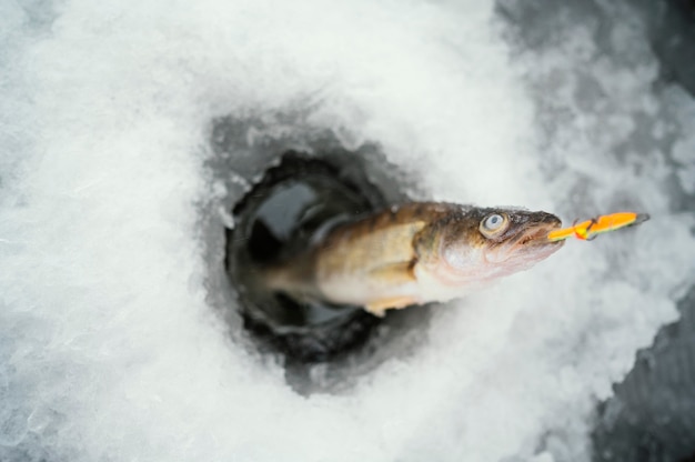 Gefrorener Fisch mit Schnee herum