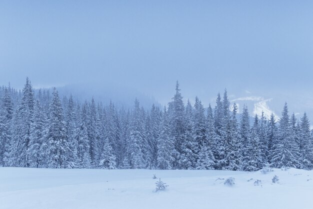 Gefrorener Winterwald im Nebel. Kiefer in der Natur bedeckt mit frischem Schnee Karpaten, Ukraine